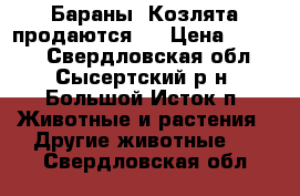 Бараны. Козлята продаются.  › Цена ­ 5 000 - Свердловская обл., Сысертский р-н, Большой Исток п. Животные и растения » Другие животные   . Свердловская обл.